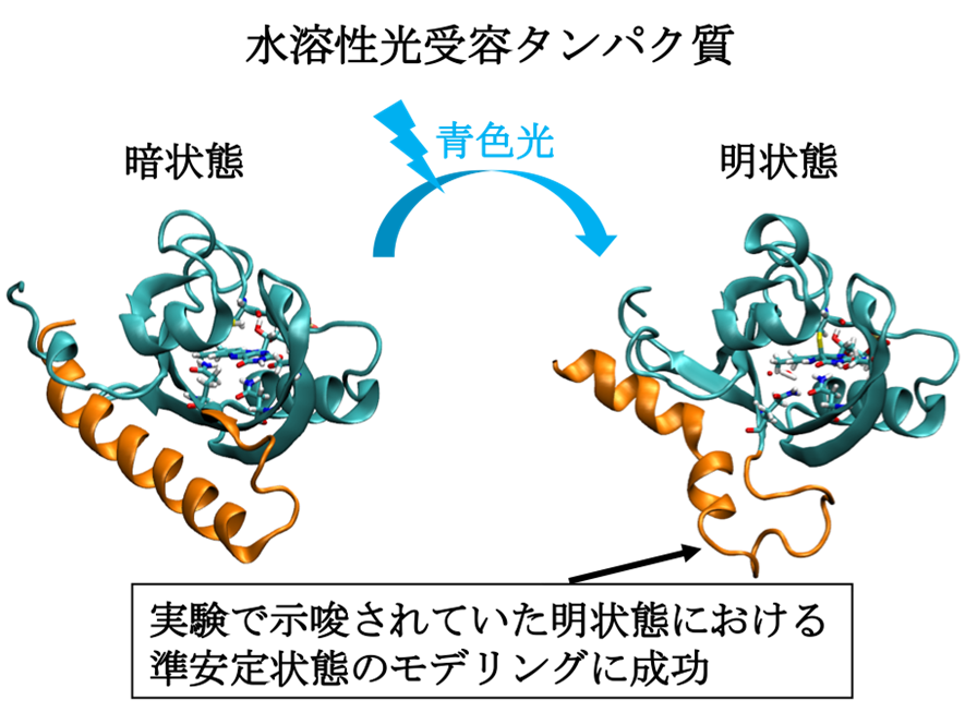 図：水溶性光受容体タンパク質の研究結果
