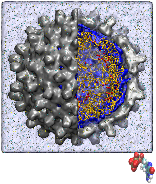 図：RNA 含有HBVウイルスと薬剤分子エンテカビル